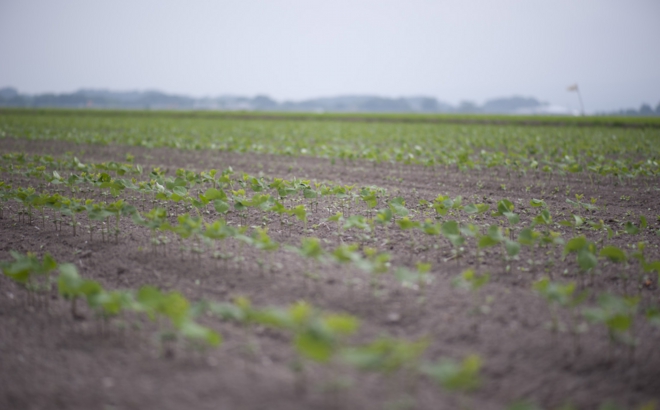 soybean_0005.jpg