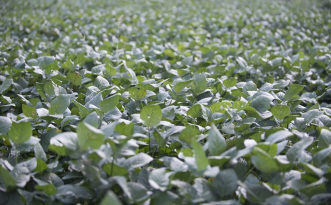 soybean_0011.jpg