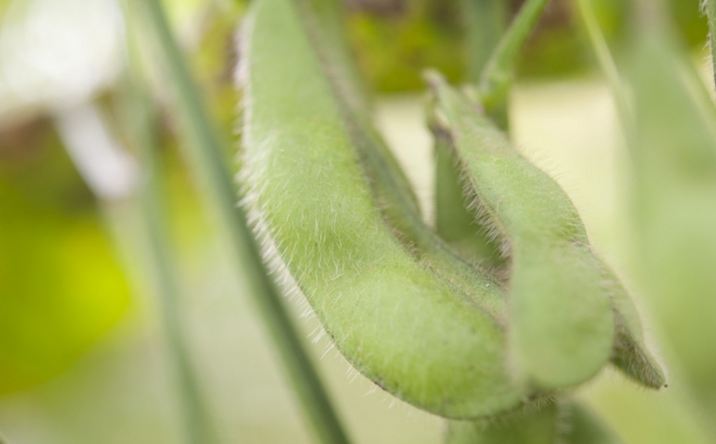 soybean_0023.jpg