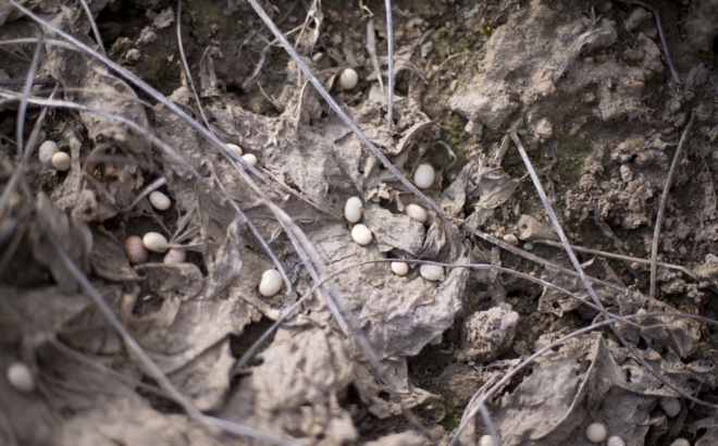 soybean_0032.jpg