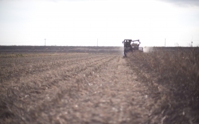 soybean_0034.jpg