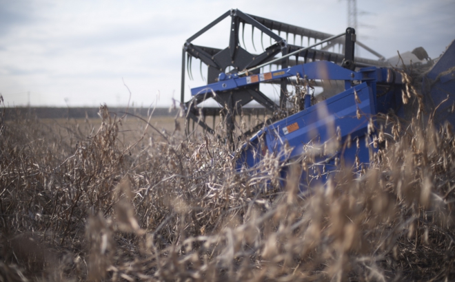 soybean_0036.jpg