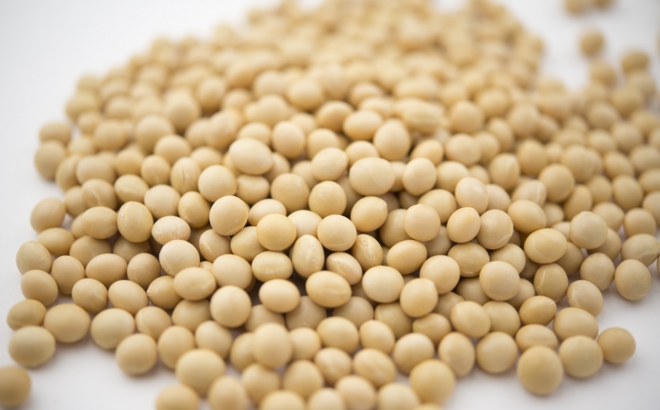 soybean_0049.jpg
