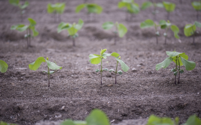 soybean_0001.jpg