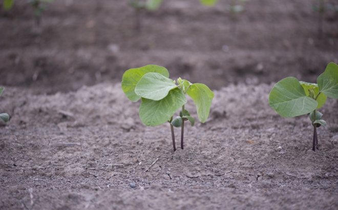 soybean_0002.jpg