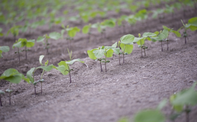 soybean_0003.jpg
