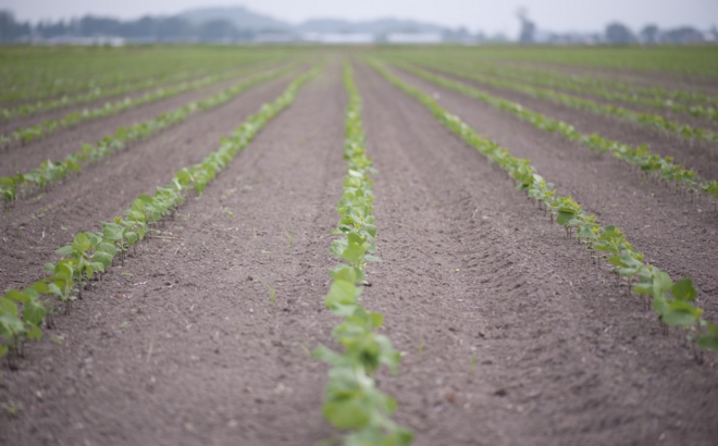 soybean_0004.jpg