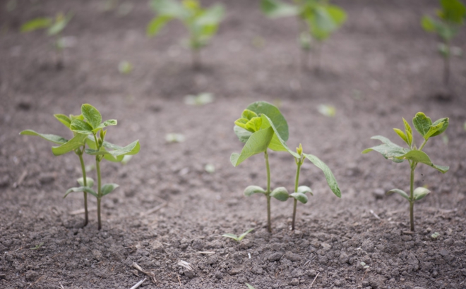 soybean_0006.jpg