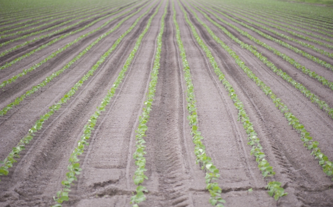 soybean_0007.jpg
