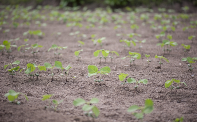 soybean_0008.jpg