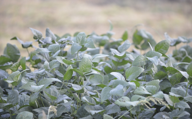 soybean_0009.jpg