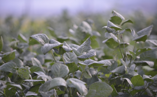 soybean_0010.jpg