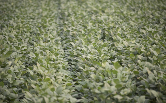 soybean_0012.jpg