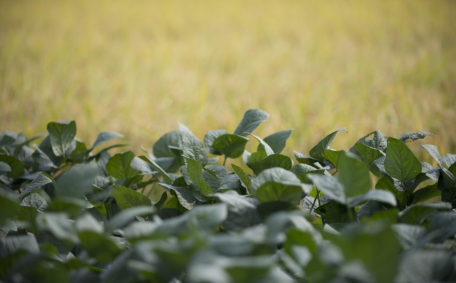soybean_0013.jpg