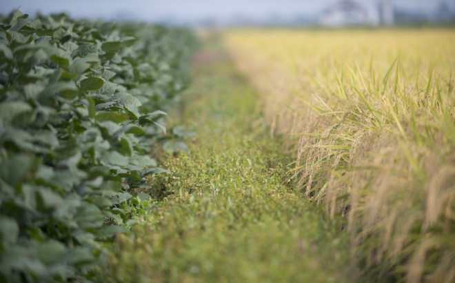 soybean_0014.jpg