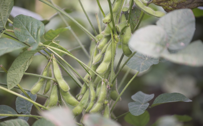 soybean_0015.jpg