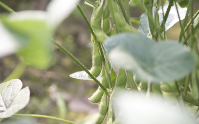 soybean_0016.jpg