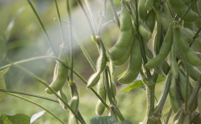 soybean_0017.jpg