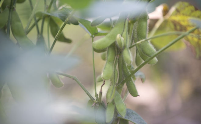 soybean_0018.jpg