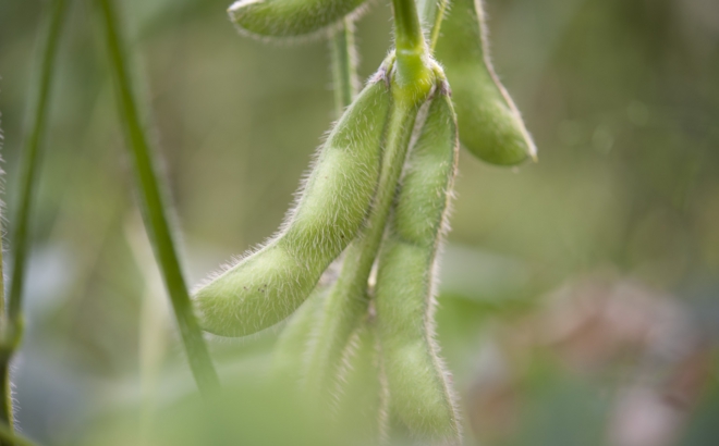 soybean_0019.jpg