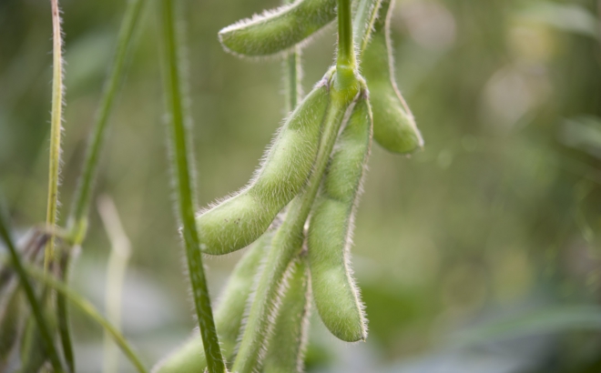 soybean_0020.jpg