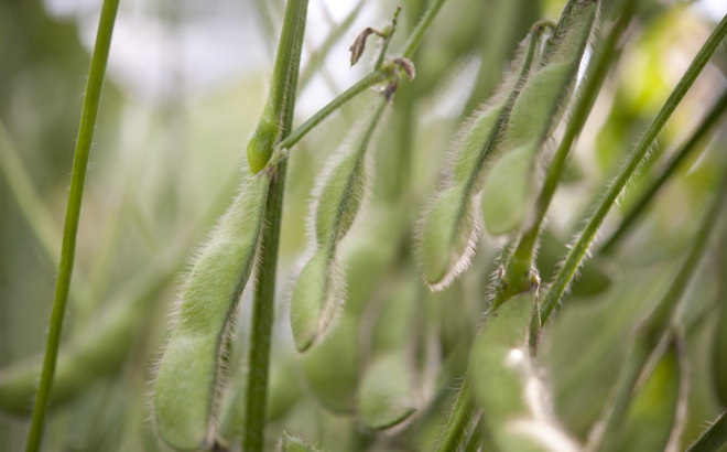 soybean_0022.jpg
