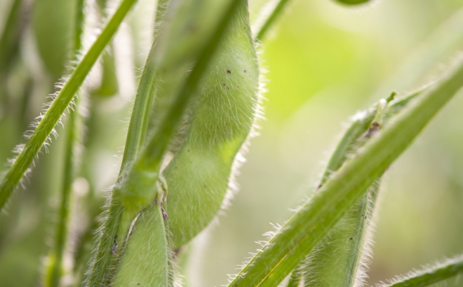 soybean_0024.jpg