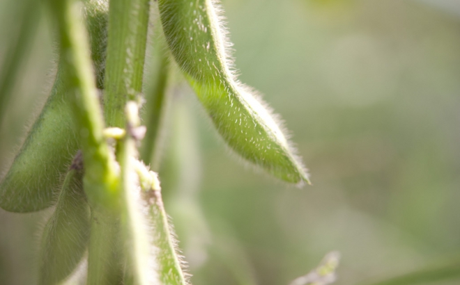 soybean_0025.jpg