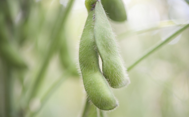 soybean_0026.jpg