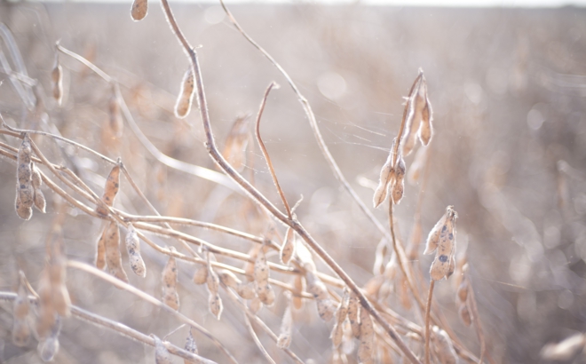soybean_0029.jpg