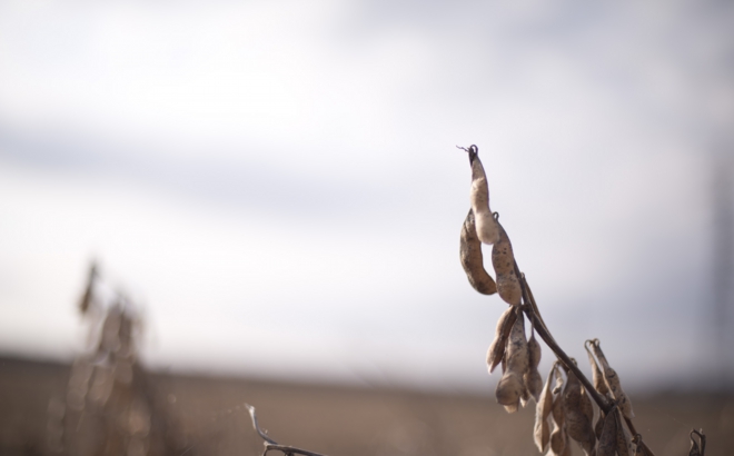 soybean_0030.jpg