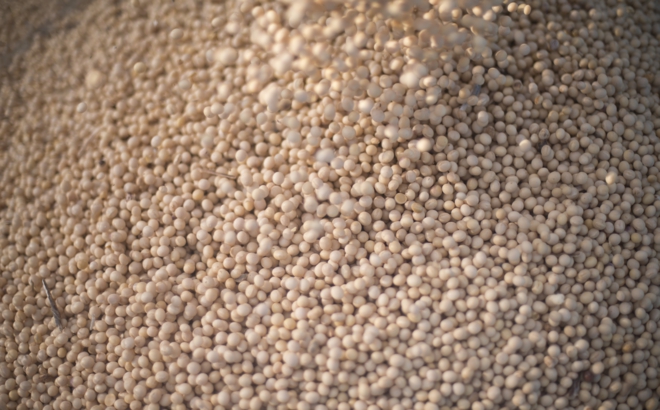 soybean_0031.jpg