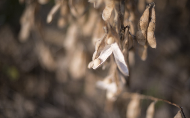 soybean_0033.jpg