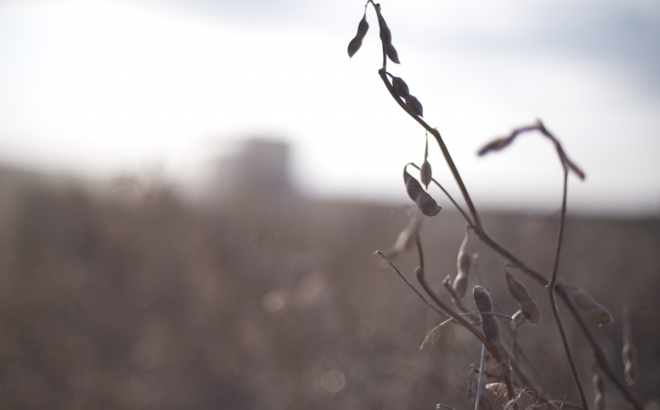 soybean_0037.jpg