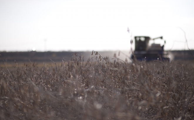 soybean_0038.jpg