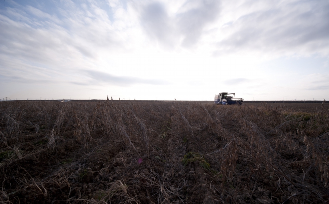 soybean_0040.jpg