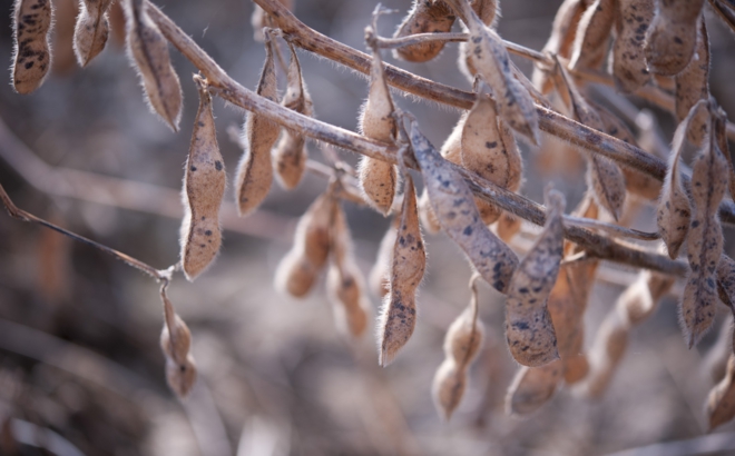 soybean_0041.jpg