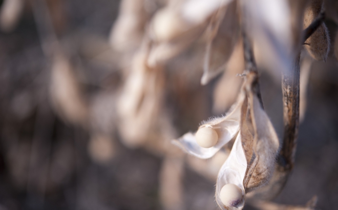 soybean_0042.jpg