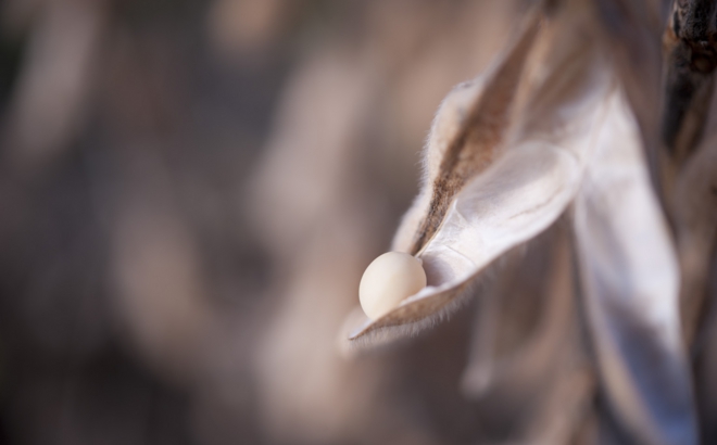 soybean_0043.jpg