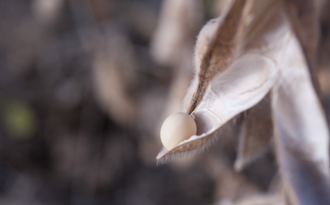 soybean_0044.jpg