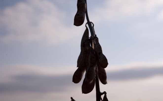 soybean_0045.jpg