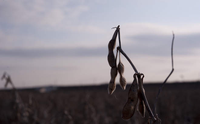 soybean_0046.jpg