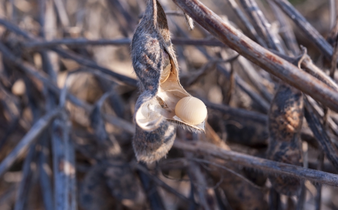 soybean_0047.jpg