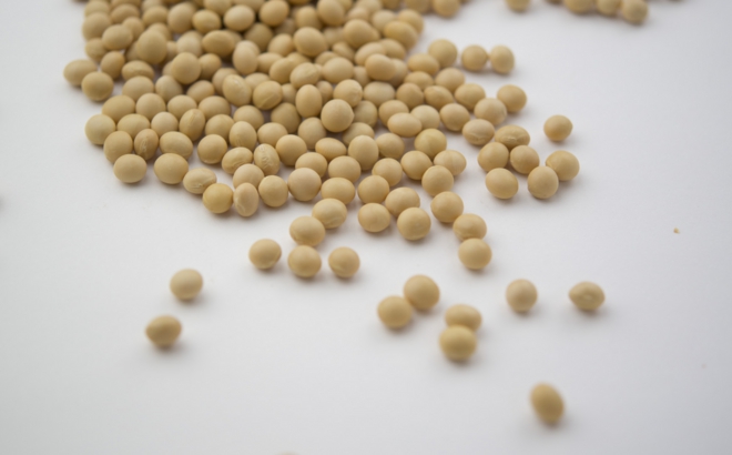 soybean_0052.jpg